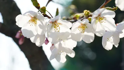 樱花绽放 樱花 绽放 白色 4K