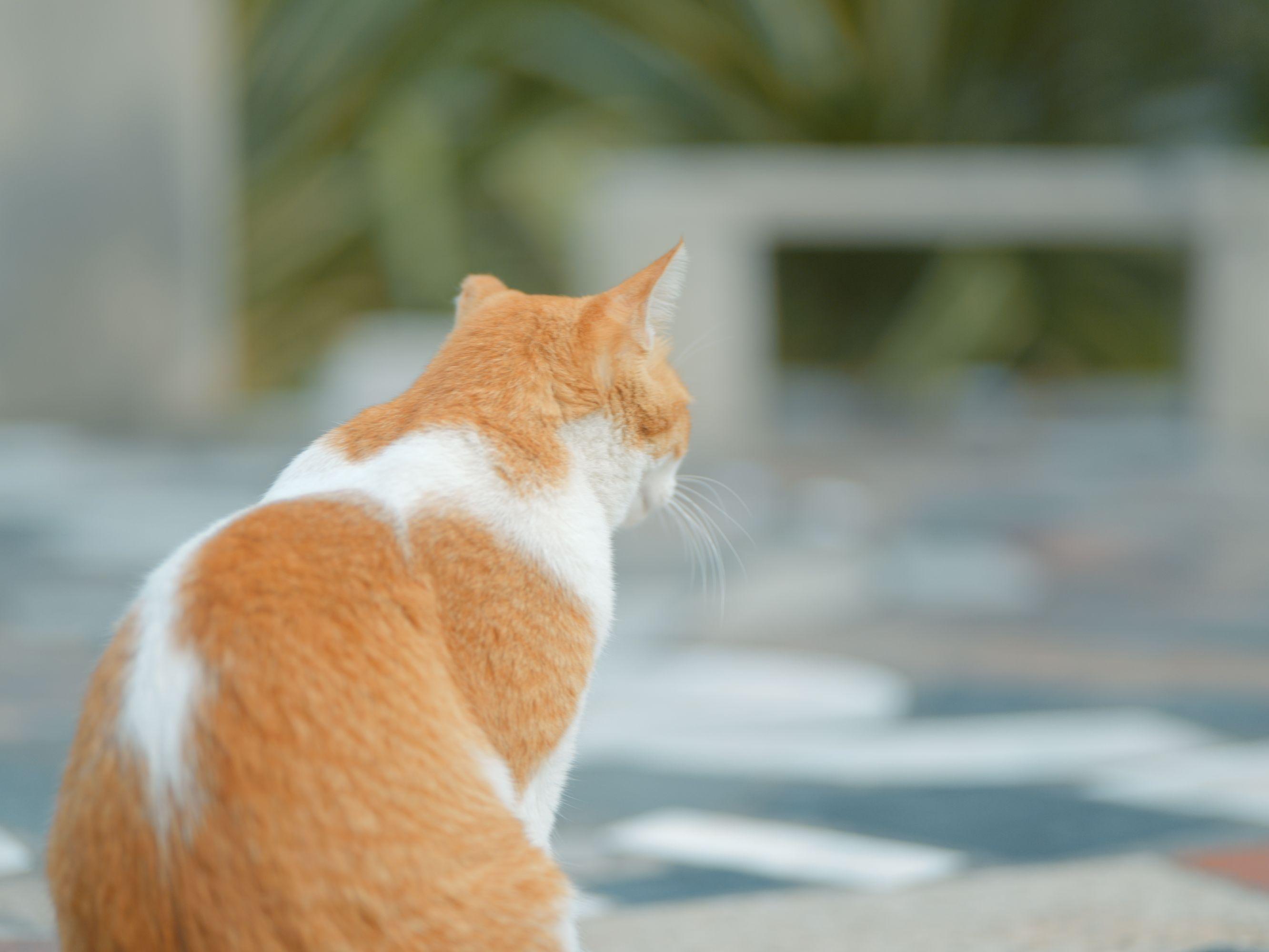 橘白猫凝望远方 猫咪 户外 特写 2K