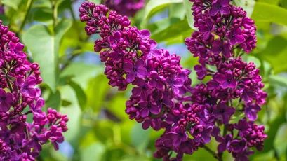 紫丁香花绽放 花卉 自然 紫色 4K