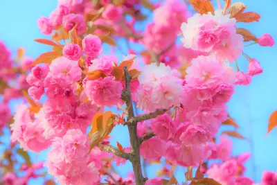 樱花绽放 花卉 春天 粉色 4K