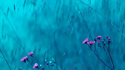 蓝调花影 自然 花卉 蓝色调 1080P
