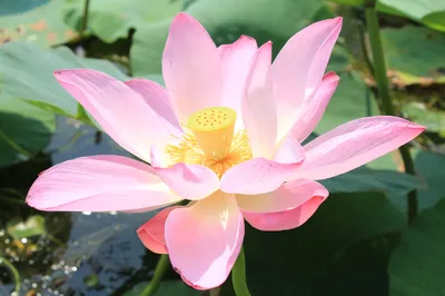 粉色莲花绽放 自然风光 花卉摄影 粉色 4K