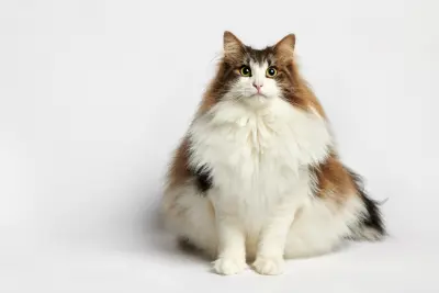 毛茸茸的三色猫 室内 纯色背景 可爱 8K