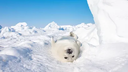 雪地中的小海豹 雪地 动物 自然 4K