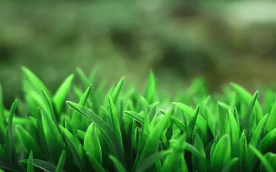 翠绿草叶特写 自然 绿色 植物 2K