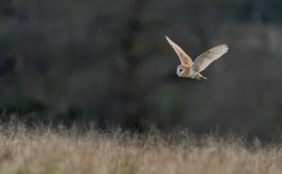 飞翔的猫头鹰 自然 野生动物 飞行 4K