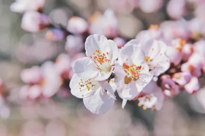 春日樱花绽放 樱花 春天 自然 4K