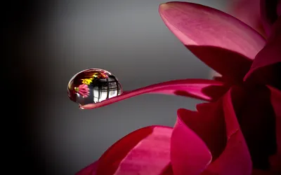 花蕊上的水珠 自然 静物 红色 1080P