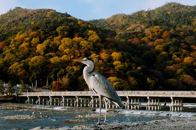 秋日白鹭静立 自然风光 秋季 白鹭 4K