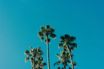 棕榈树与蓝天 自然风光 热带风情 蓝色天空 4K