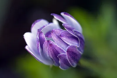 紫色花朵特写 自然 花卉 紫色 4K