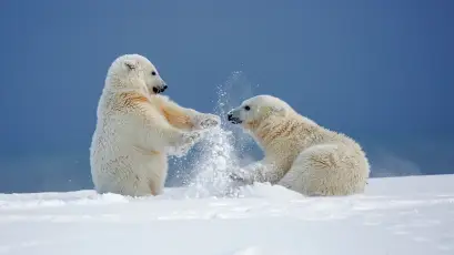 北极熊嬉戏 北极 雪地 动物 1080P