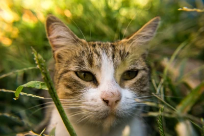 草地中的猫 自然 动物 户外 2K