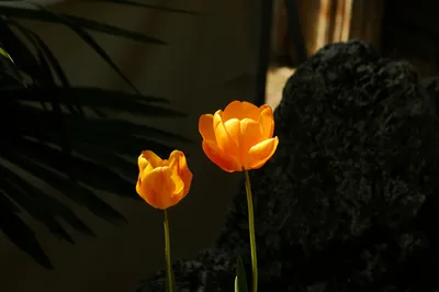温暖的橙色郁金香 自然 花卉 黄色 4K