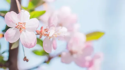粉色花朵的特写 自然 花卉 春天 4K