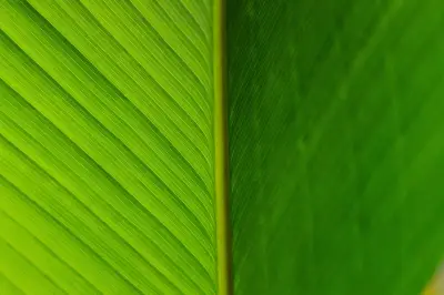 绿叶特写 自然 植物 绿色 4K